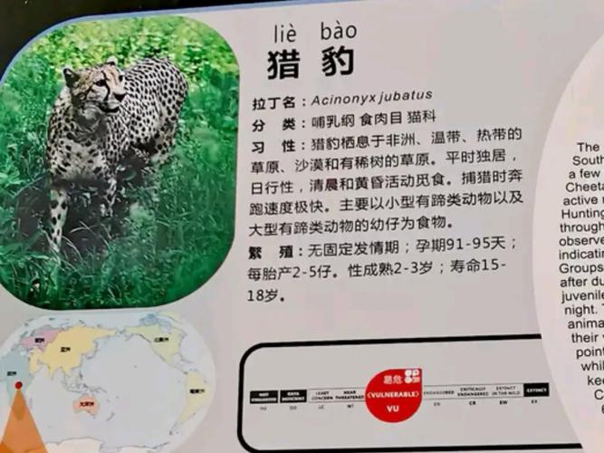 猎豹